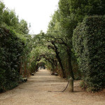 Италия: В садах Боболи откроется кофейный домик