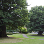 Голландская болезнь грозит уничтожением вязам Петербурга